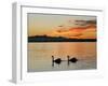 Two Swans Glide across Lake Chiemsee at Sunset near Seebruck, Germany-Diether Endlicher-Framed Photographic Print