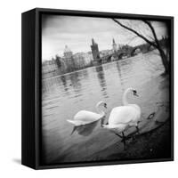 Two Swans in a River, Vltava River, Prague, Czech Republic-null-Framed Stretched Canvas