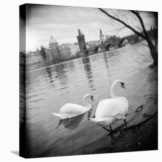 Two Swans in a River, Vltava River, Prague, Czech Republic-null-Stretched Canvas