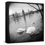 Two Swans in a River, Vltava River, Prague, Czech Republic-null-Framed Stretched Canvas