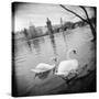 Two Swans in a River, Vltava River, Prague, Czech Republic-null-Stretched Canvas