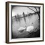 Two Swans in a River, Vltava River, Prague, Czech Republic-null-Framed Photographic Print