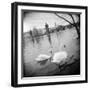 Two Swans in a River, Vltava River, Prague, Czech Republic-null-Framed Photographic Print