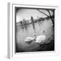 Two Swans in a River, Vltava River, Prague, Czech Republic-null-Framed Photographic Print