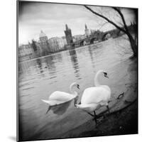 Two Swans in a River, Vltava River, Prague, Czech Republic-null-Mounted Photographic Print