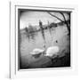 Two Swans in a River, Vltava River, Prague, Czech Republic-null-Framed Photographic Print