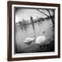 Two Swans in a River, Vltava River, Prague, Czech Republic-null-Framed Photographic Print