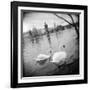 Two Swans in a River, Vltava River, Prague, Czech Republic-null-Framed Photographic Print