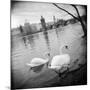 Two Swans in a River, Vltava River, Prague, Czech Republic-null-Mounted Photographic Print