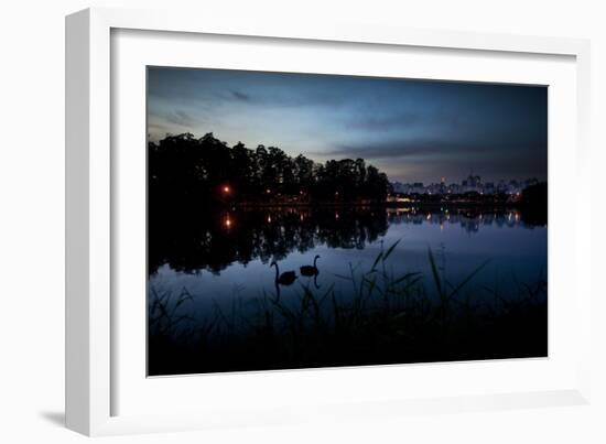 Two Swans in the Lake in Ibirapuera Park at Dusk-Alex Saberi-Framed Photographic Print