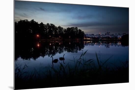 Two Swans in the Lake in Ibirapuera Park at Dusk-Alex Saberi-Mounted Photographic Print