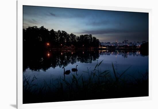 Two Swans in the Lake in Ibirapuera Park at Dusk-Alex Saberi-Framed Photographic Print