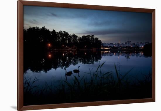 Two Swans in the Lake in Ibirapuera Park at Dusk-Alex Saberi-Framed Photographic Print