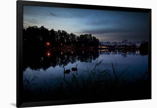 Two Swans in the Lake in Ibirapuera Park at Dusk-Alex Saberi-Framed Photographic Print