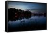 Two Swans in the Lake in Ibirapuera Park at Dusk-Alex Saberi-Framed Stretched Canvas