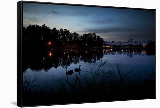 Two Swans in the Lake in Ibirapuera Park at Dusk-Alex Saberi-Framed Stretched Canvas