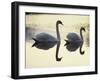 Two Swans on Water at Dusk, Dorset, England, United Kingdom, Europe-Dominic Harcourt-webster-Framed Photographic Print