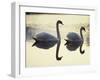 Two Swans on Water at Dusk, Dorset, England, United Kingdom, Europe-Dominic Harcourt-webster-Framed Photographic Print