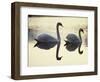 Two Swans on Water at Dusk, Dorset, England, United Kingdom, Europe-Dominic Harcourt-webster-Framed Photographic Print