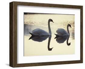 Two Swans on Water at Dusk, Dorset, England, United Kingdom, Europe-Dominic Harcourt-webster-Framed Photographic Print