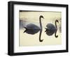 Two Swans on Water at Dusk, Dorset, England, United Kingdom, Europe-Dominic Harcourt-webster-Framed Photographic Print