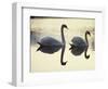 Two Swans on Water at Dusk, Dorset, England, United Kingdom, Europe-Dominic Harcourt-webster-Framed Photographic Print