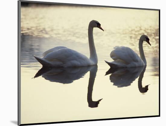 Two Swans on Water at Dusk, Dorset, England, United Kingdom, Europe-Dominic Harcourt-webster-Mounted Photographic Print