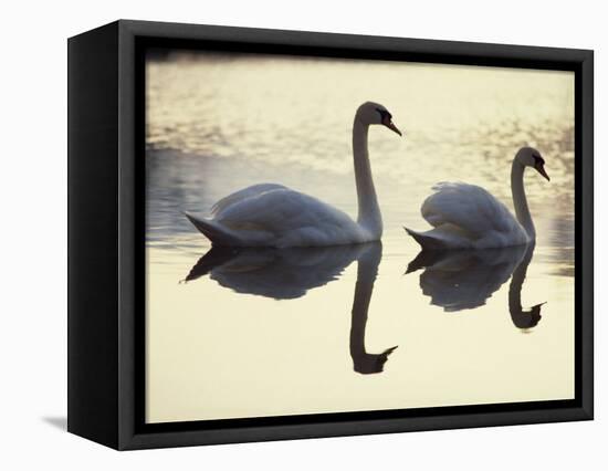 Two Swans on Water at Dusk, Dorset, England, United Kingdom, Europe-Dominic Harcourt-webster-Framed Stretched Canvas