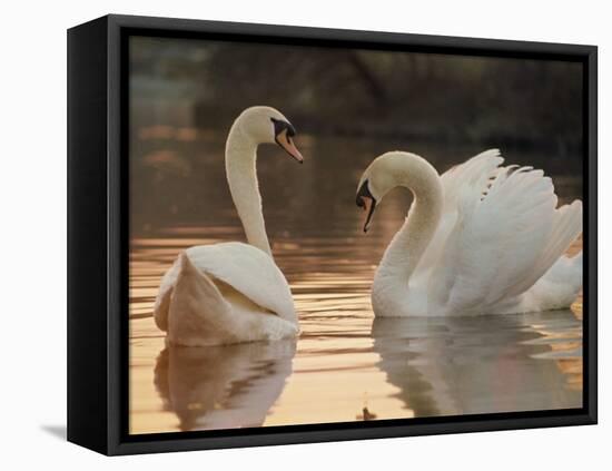 Two Swans on Water-Robert Harding-Framed Stretched Canvas