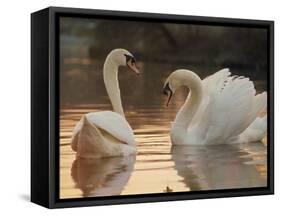 Two Swans on Water-Robert Harding-Framed Stretched Canvas