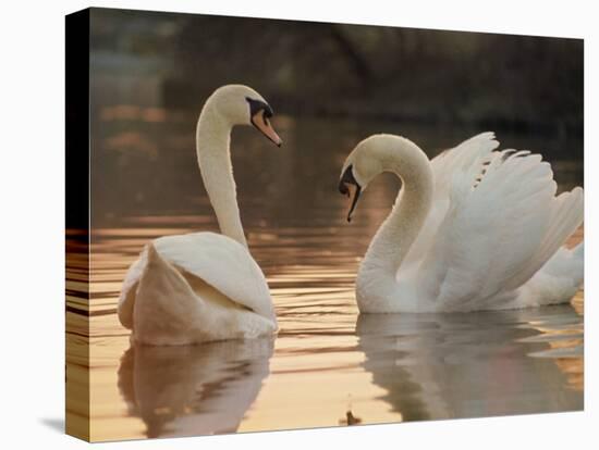 Two Swans on Water-Robert Harding-Stretched Canvas