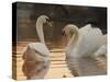 Two Swans on Water-Robert Harding-Stretched Canvas