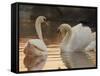 Two Swans on Water-Robert Harding-Framed Stretched Canvas