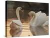 Two Swans on Water-Robert Harding-Stretched Canvas