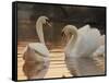 Two Swans on Water-Robert Harding-Framed Stretched Canvas