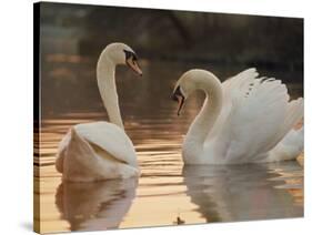 Two Swans on Water-Robert Harding-Stretched Canvas
