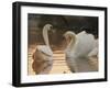 Two Swans on Water-Robert Harding-Framed Photographic Print