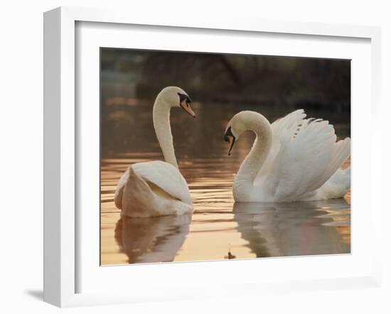 Two Swans on Water-Robert Harding-Framed Photographic Print