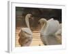 Two Swans on Water-Robert Harding-Framed Photographic Print