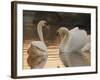 Two Swans on Water-Robert Harding-Framed Photographic Print