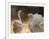 Two Swans on Water-Robert Harding-Framed Photographic Print