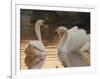 Two Swans on Water-Robert Harding-Framed Photographic Print
