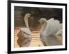 Two Swans on Water-Robert Harding-Framed Photographic Print