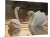 Two Swans on Water-Robert Harding-Mounted Photographic Print