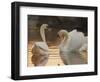 Two Swans on Water-Robert Harding-Framed Premium Photographic Print