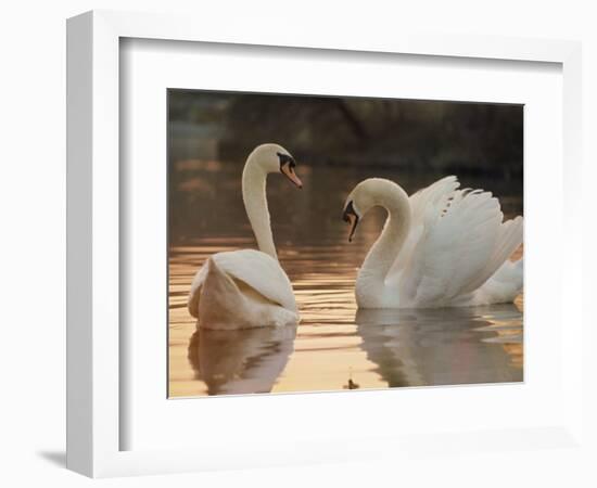 Two Swans on Water-Robert Harding-Framed Premium Photographic Print