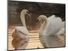 Two Swans on Water-Robert Harding-Mounted Premium Photographic Print