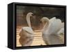 Two Swans on Water-Robert Harding-Framed Stretched Canvas