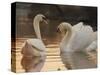 Two Swans on Water-Robert Harding-Stretched Canvas