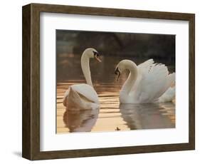 Two Swans on Water-Robert Harding-Framed Photographic Print